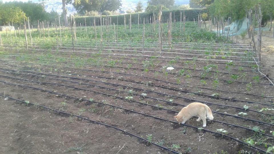 파둘라 Agriturismo Tre Santi 빌라 외부 사진