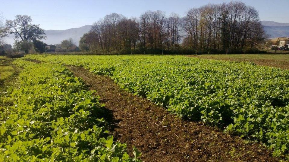 파둘라 Agriturismo Tre Santi 빌라 외부 사진