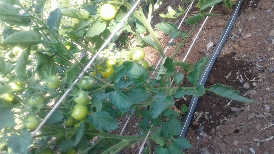 파둘라 Agriturismo Tre Santi 빌라 외부 사진
